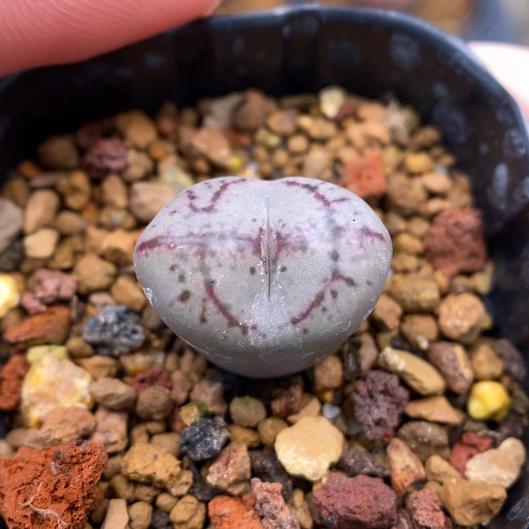 多肉植物Q-863（1.5）风铃八重白厚皮