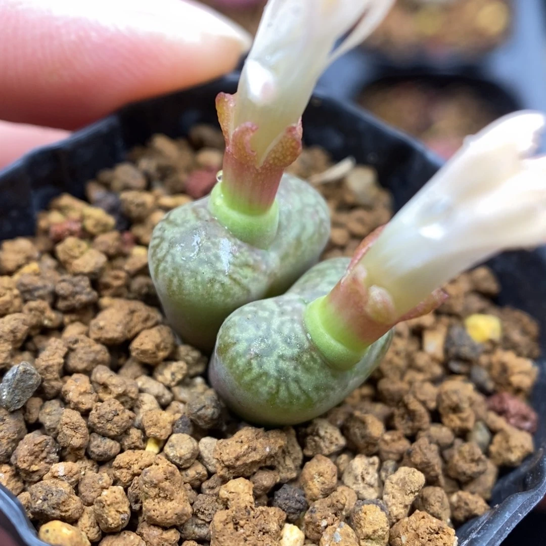 多肉植物Q-484（1.3）毛杂细密纹