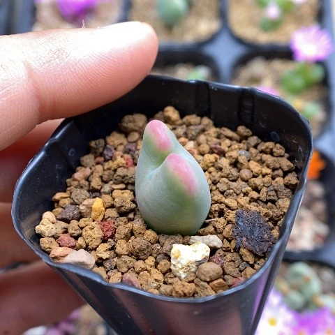 多肉植物Q-597（1.5）