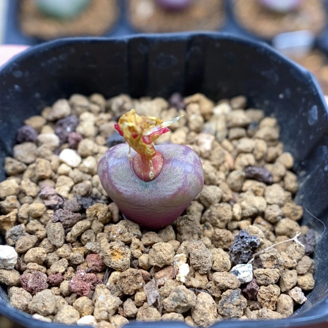 多肉植物Q-940（1.1）毛杂下播