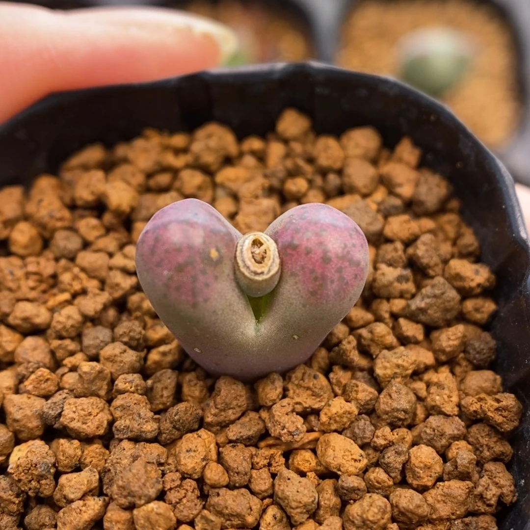 多肉植物Q-717（1.3）风铃杂粉大窗