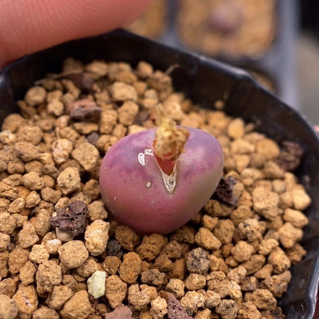 多肉植物Q-785（1.3）墨杂粗纹半锦