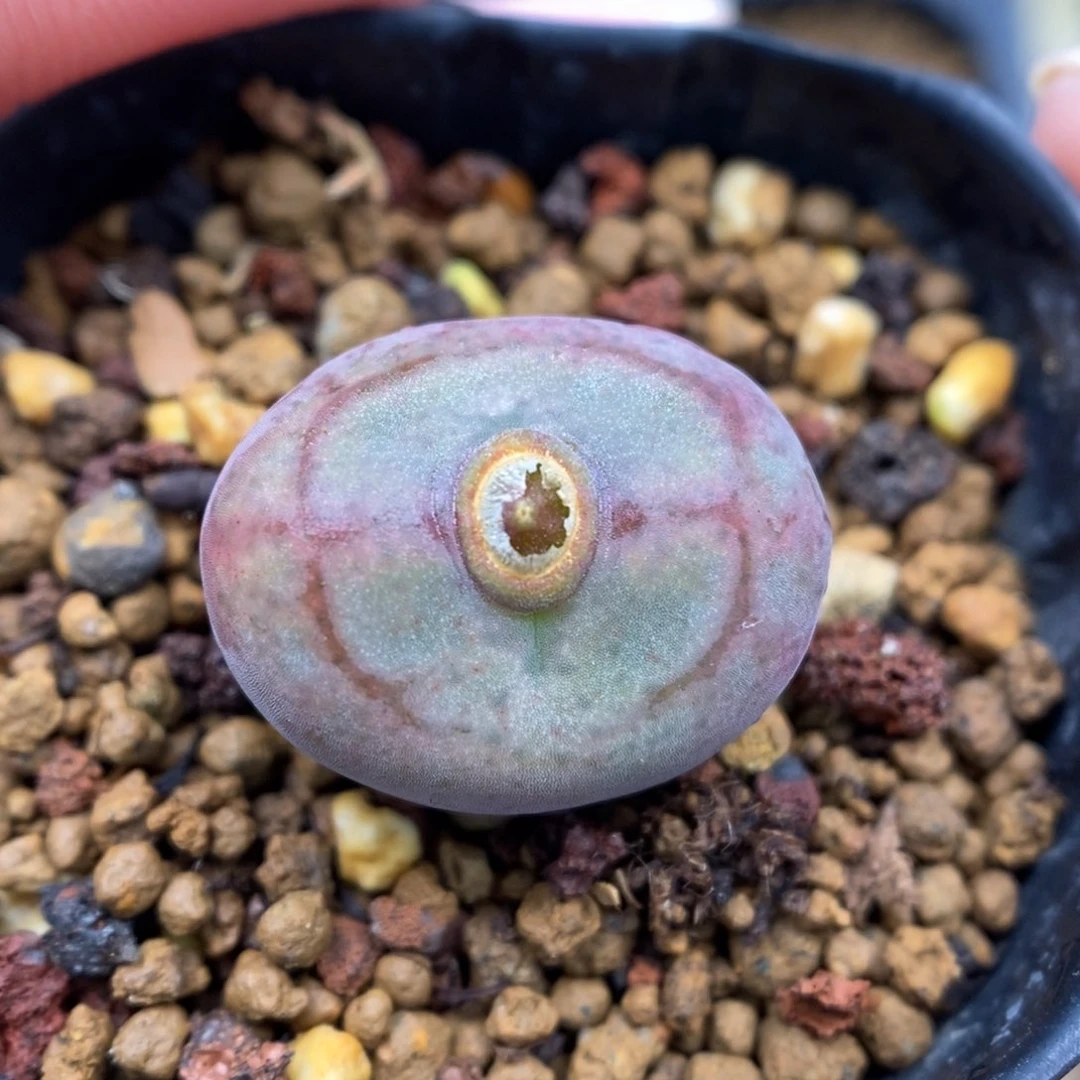 多肉植物Q-346（1.8）墨杂粗纹