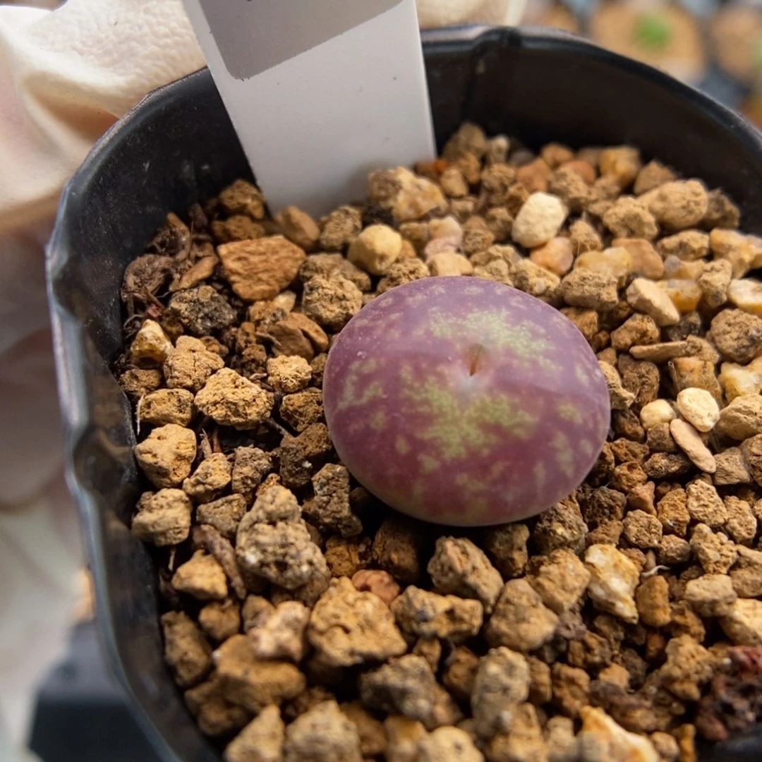 肉锥独家杂交Q-795（1.3）优选