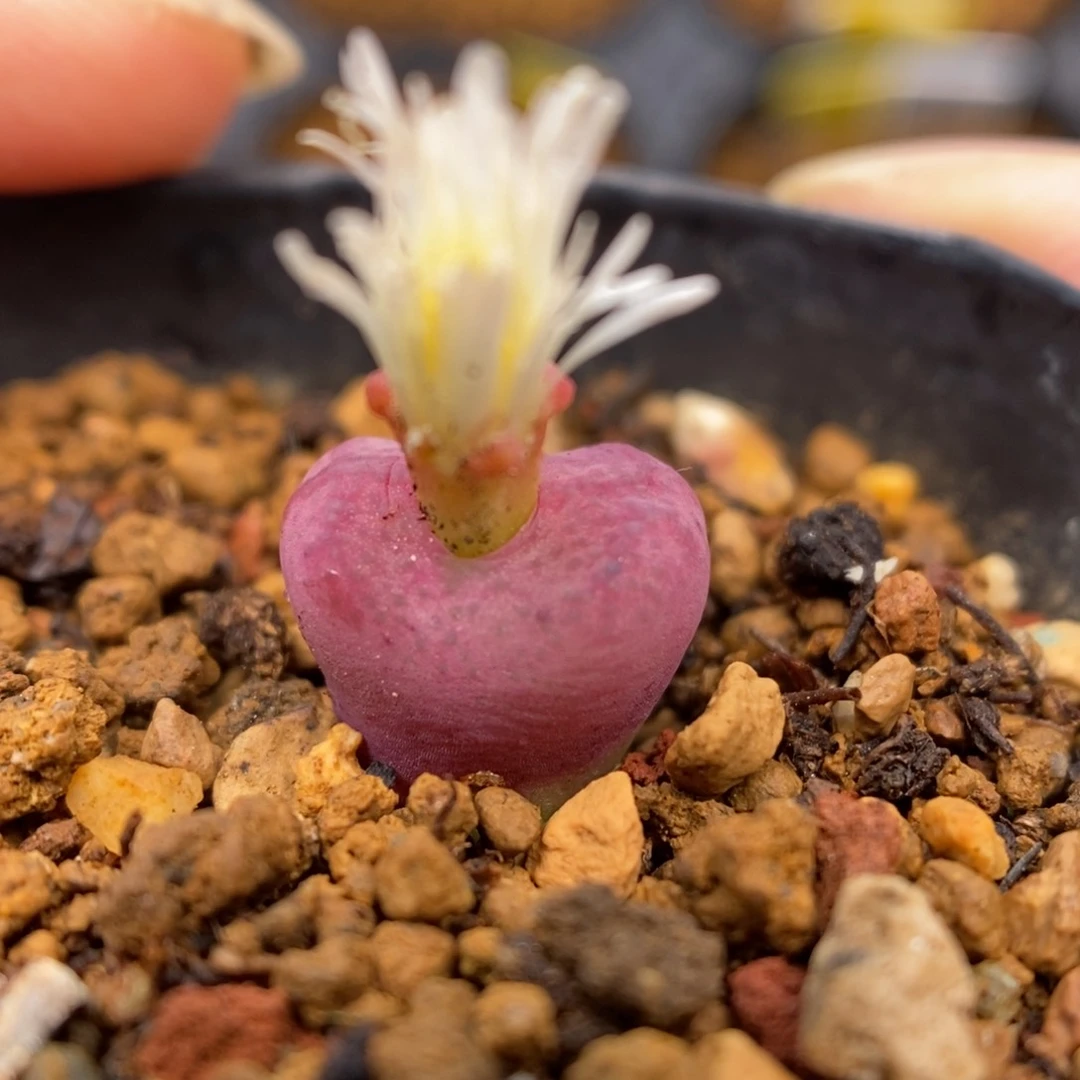 多肉植物Q-341（1.0）毛杂