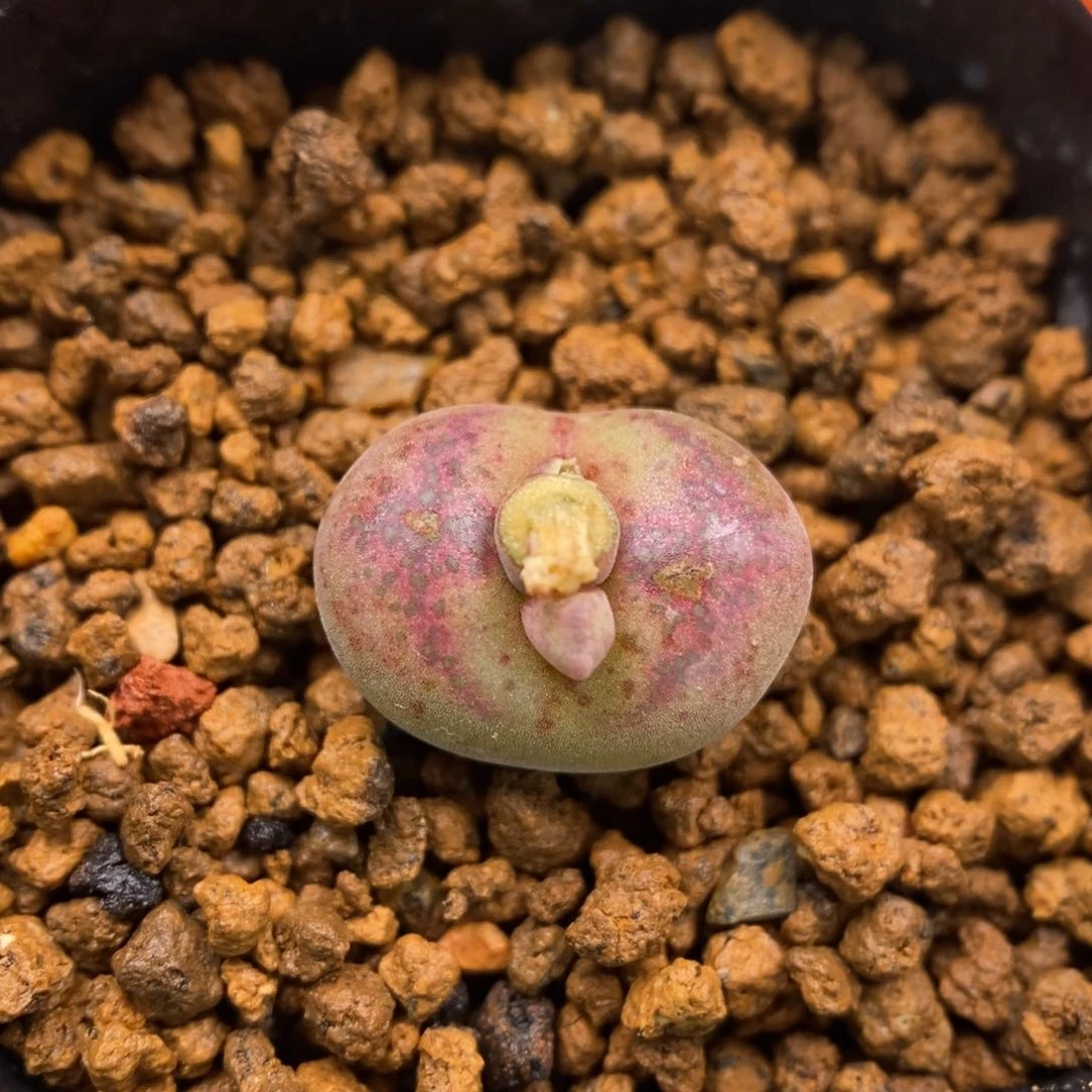 多肉植物Q-660（1.3）风铃飞鸟窗伤特