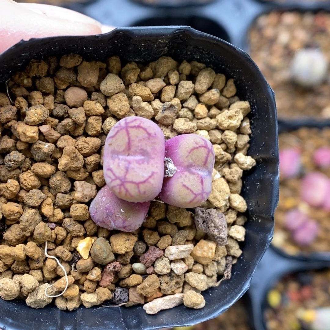 多肉植物Q-335（1.0）