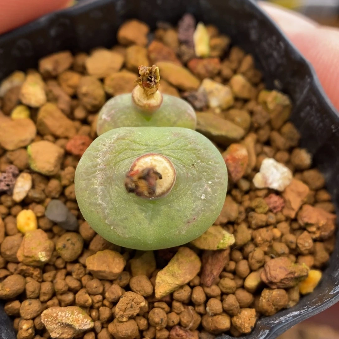 多肉植物Q-984（1.3）平脸毛杂月牙纹