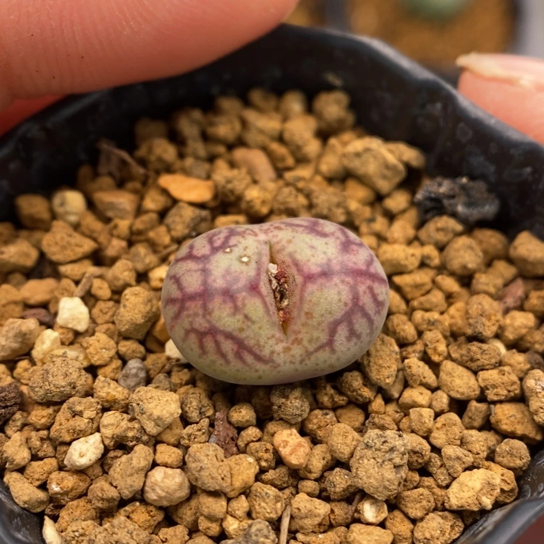 多肉植物Q-447（1.4）风铃墨枝干纹