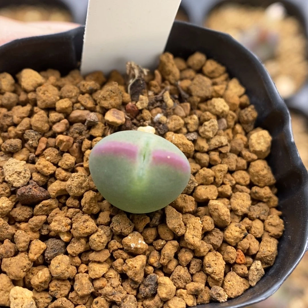 多肉植物Q-803（1.1）少将杂