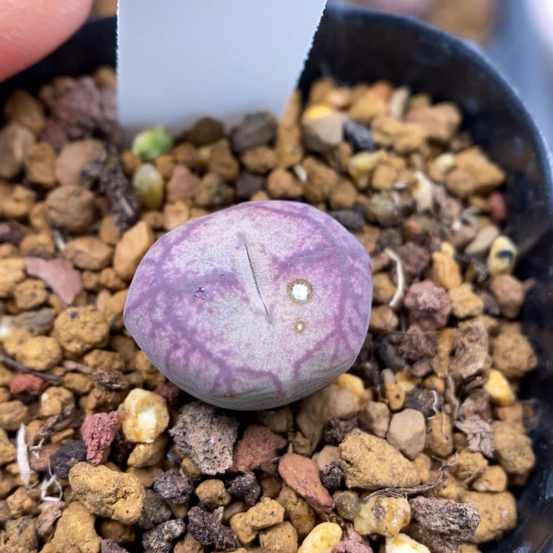 多肉植物Q-726（1.4）墨杂白皮密纹