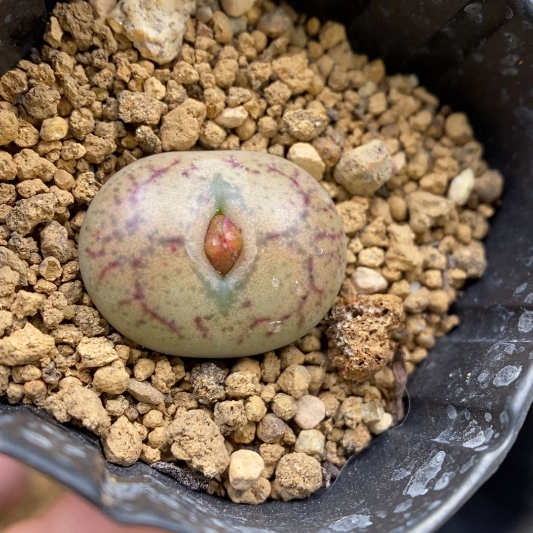 多肉植物Q-328（1.7）