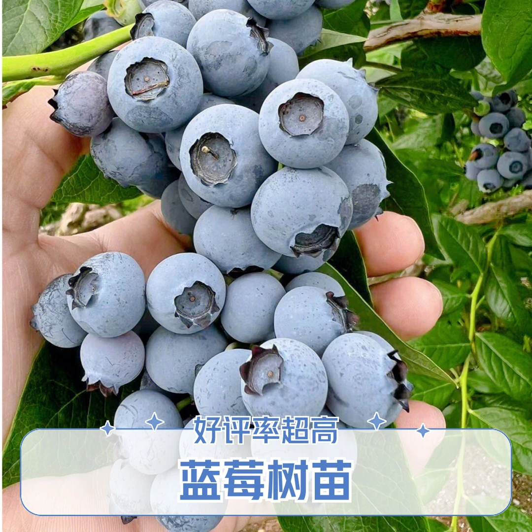 蓝莓树苗果树果苗盆栽地栽均可种植阳台庭院培育易成活结果