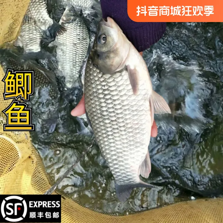 【顺丰包邮】鲫鱼中科5号鲜活淡水鱼3至15cm特大黄金大板鲫食用鱼