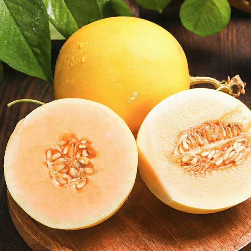 【顺丰/京东发货】巧域甘肃民勤蜜瓜6-9斤新鲜水果 沙漠甜瓜