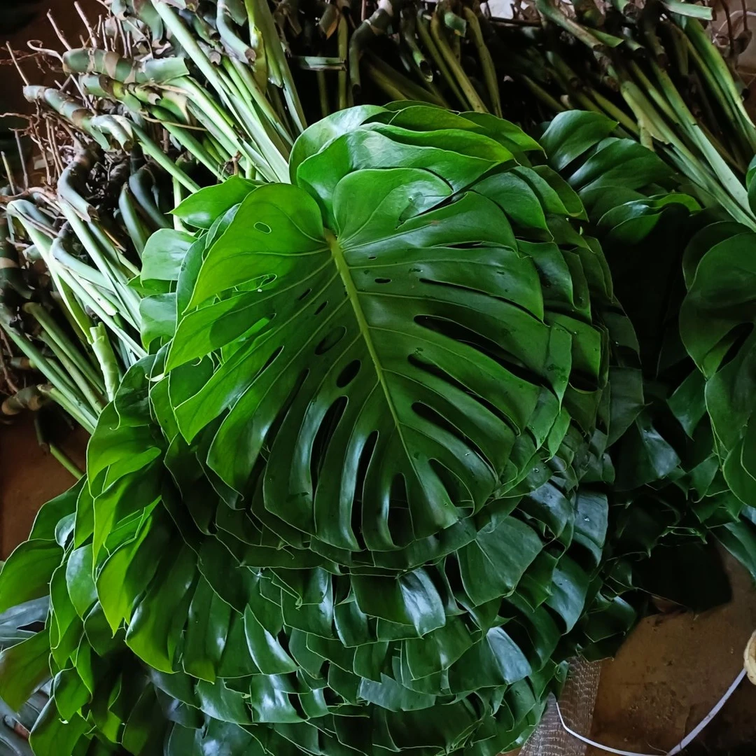 ins风开背老桩水培龟背竹土水培盆栽大叶除甲醛龟背竹水培水养