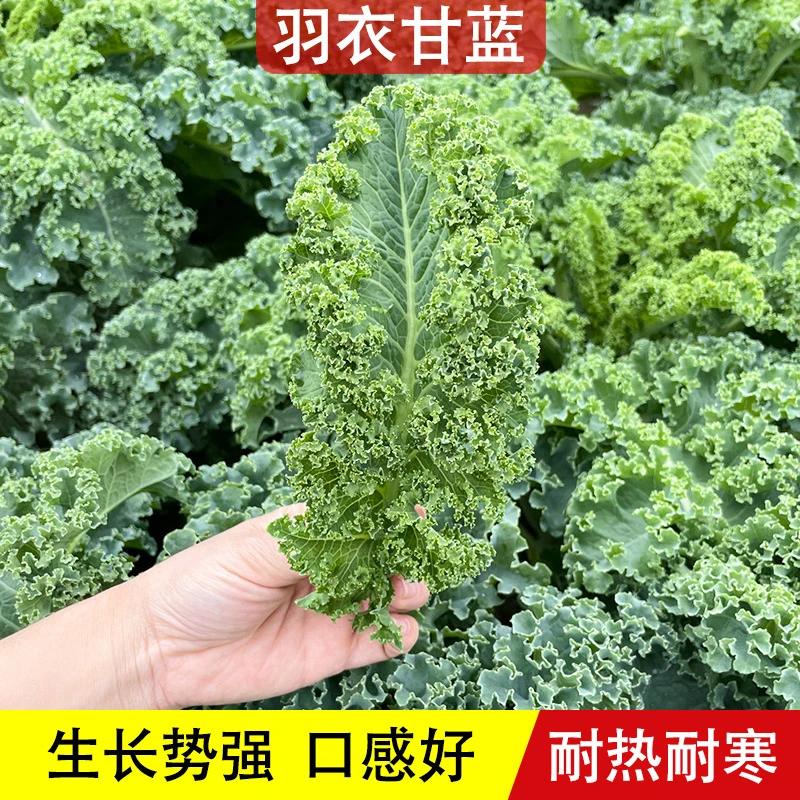 绿色羽衣甘蓝蔬菜种子秋冬食用观赏皱叶甘蓝蔬菜孑籽阳台四季盆栽