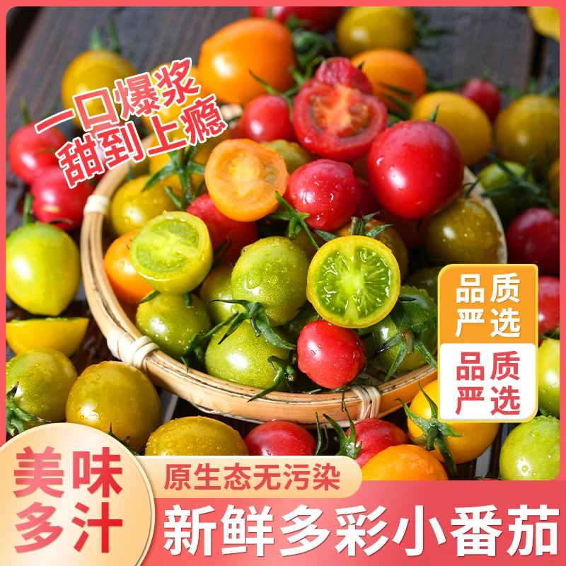 【达人专属】多彩小番茄圣女果混装新鲜红色黄色绿色小柿子