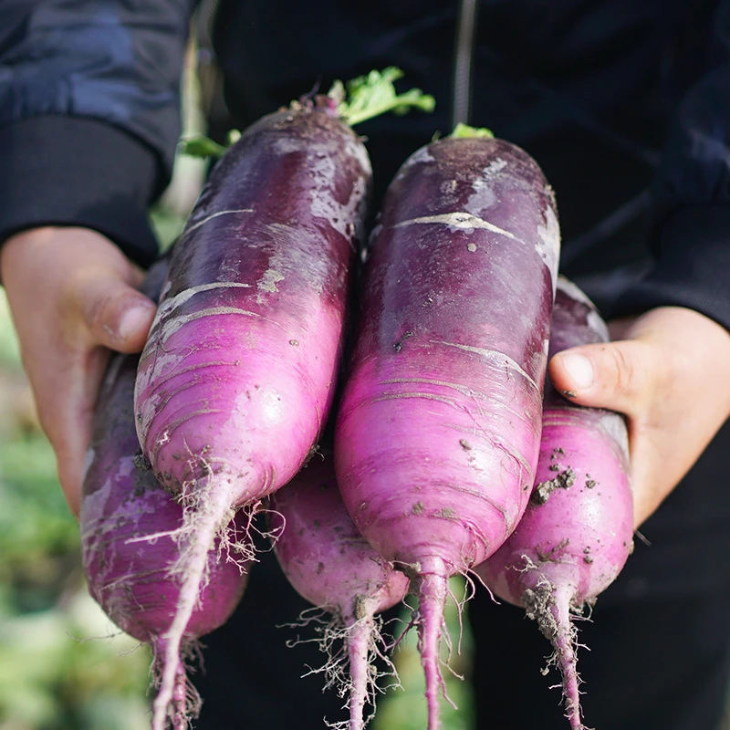 种菜记红宝石冰激凌萝卜种子籽春秋萝卜种籽甜脆生吃水果萝卜种孑