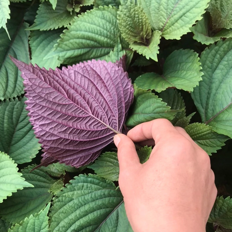 单面紫苏种子  优质双面紫苏种籽四季庭院阳台盆栽农家蔬菜种籽孑