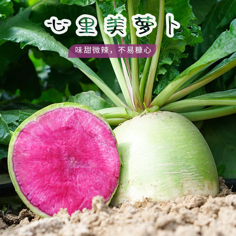 心里美萝卜种子满堂红水果红心四季秋季红肉萝卜籽种籽蔬菜种孑冬