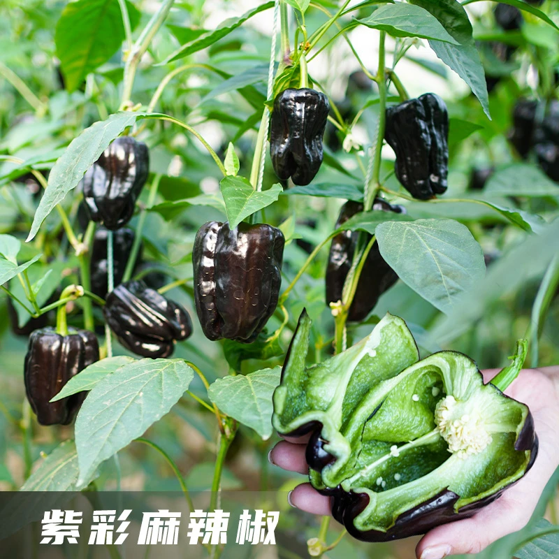 紫彩辣椒种子辣椒苗秧苗种孑羊角椒陇椒麻椒螺丝椒盆栽四季春季