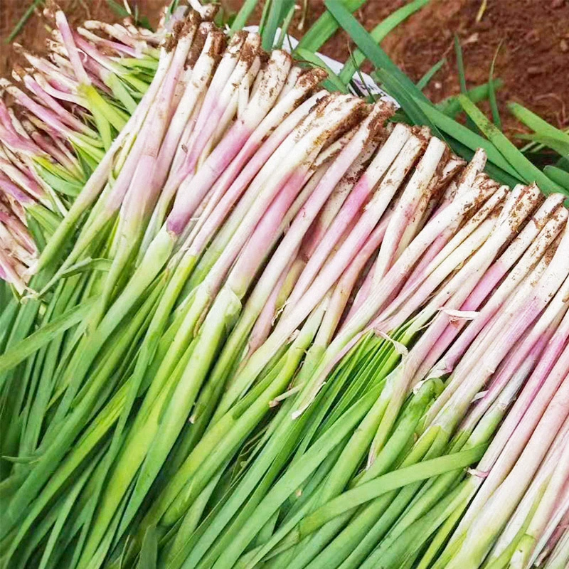 独根红韭菜种子 春季红根韭菜种籽四季阳台盆栽蔬菜新手易种植