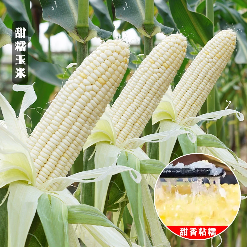甜糯玉米种子白色糯玉米春季大棒早熟高产菜种香糯粘玉米播种简单