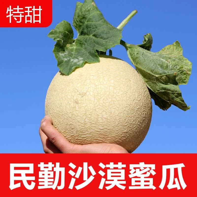 正宗甘肃民勤沙漠银蒂蜜瓜白兰瓜新鲜新水果甜瓜当季采摘网文蜜瓜