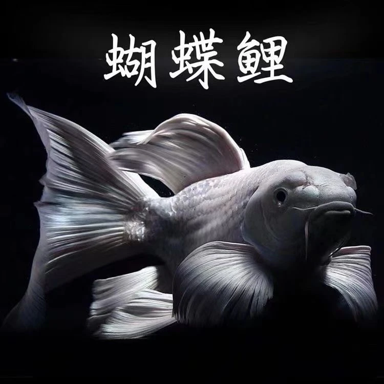 【现场版】蝴蝶鲤精品源头渔场观赏鱼饲养水族