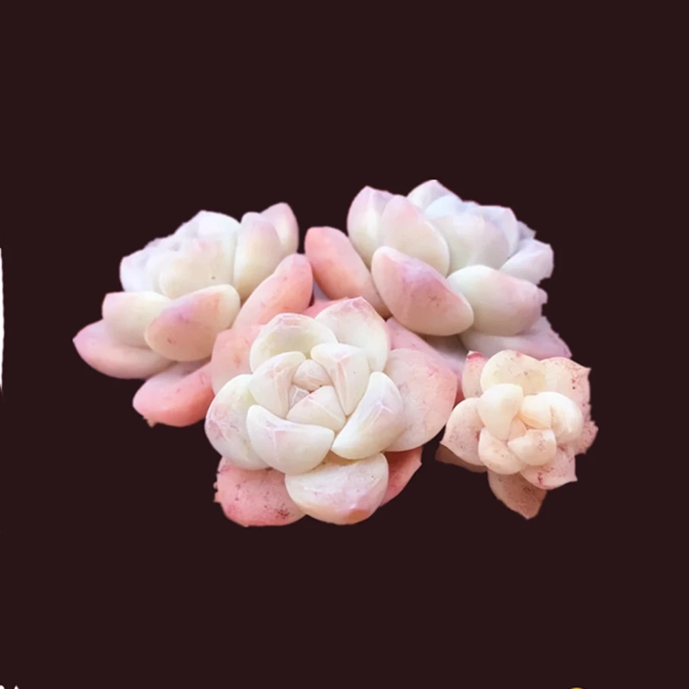 小冰玉双头多肉植物