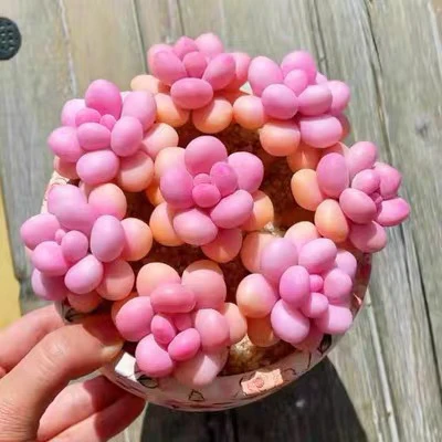 【亚美粉黛】5头老桩桃蛋多肉植物