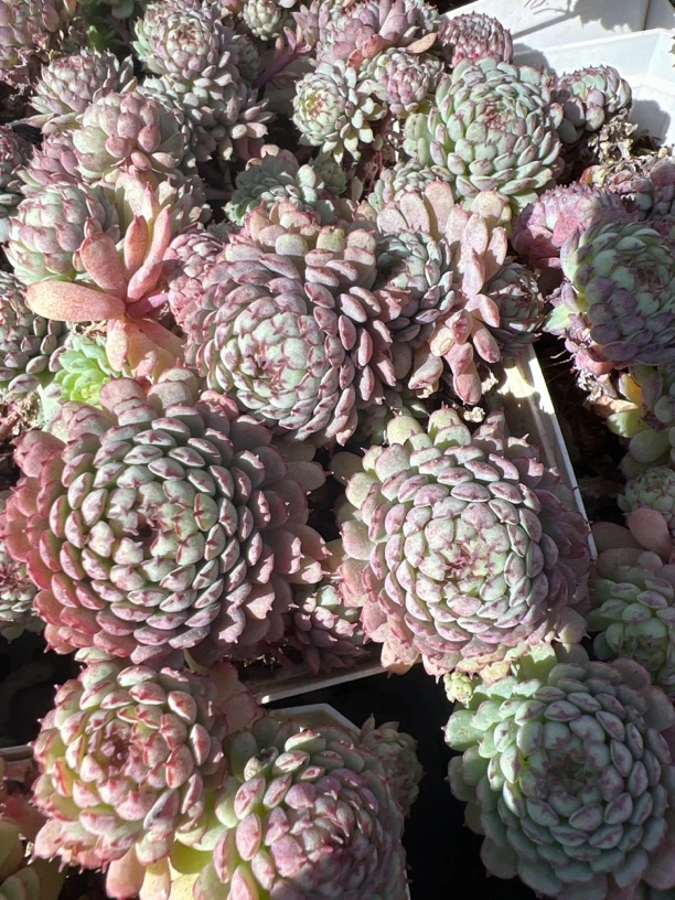 新年福利小红衣多肉植物