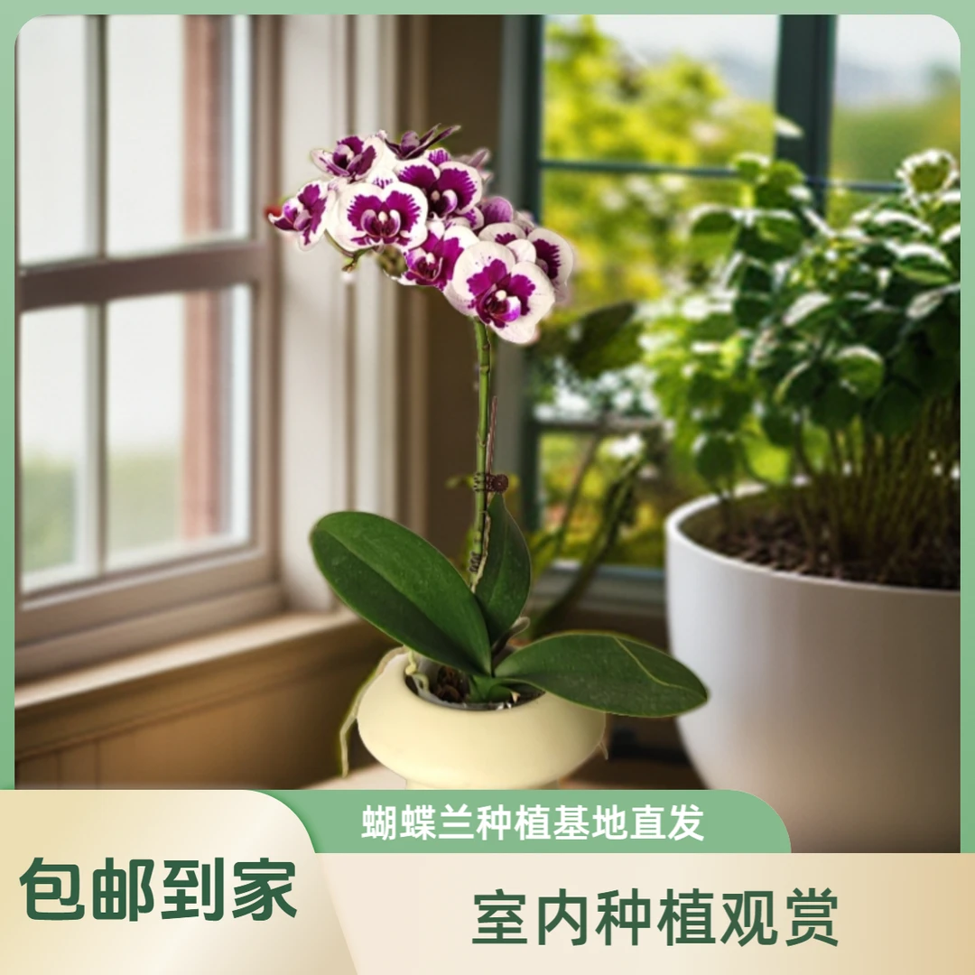 鲜花【小巫毒娃娃】蝴蝶兰室内种植观赏送礼带花发货