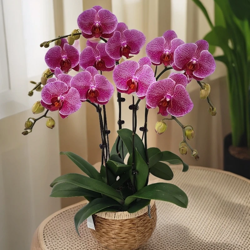 鲜花【大豹斑-全开】蝴蝶兰室内种植观赏送礼带花发货