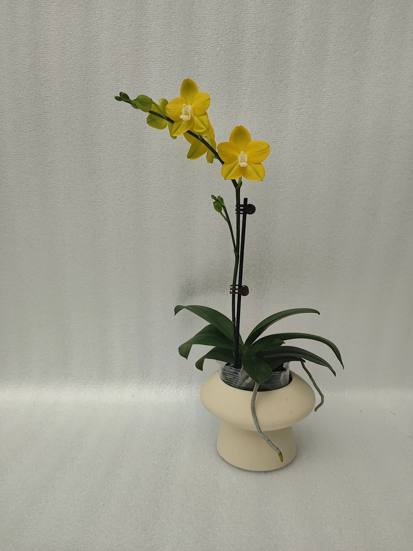 鲜花【吉祥如意】蝴蝶兰室内种植观赏送礼带花发货