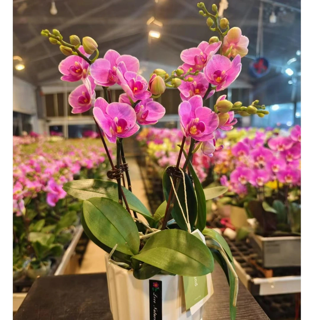 【已知优选】精品《紫蝶仙子》开爆蝴蝶兰