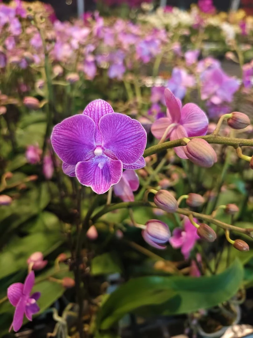 鲜花【阿斯特里】蝴蝶兰室内种植观赏送礼带花发货
