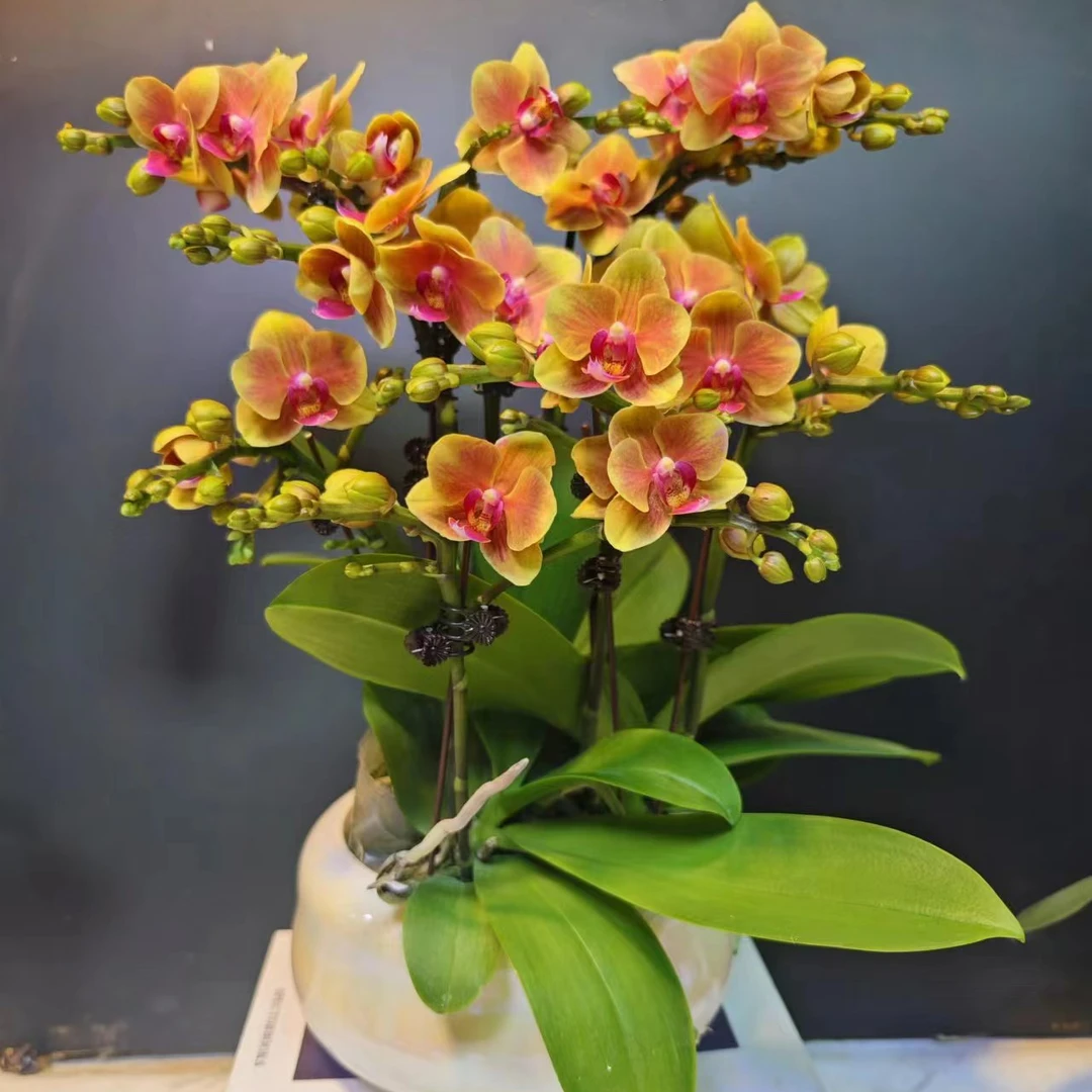 鲜花【亲爱的】蝴蝶兰室内种植观赏送礼带花发货