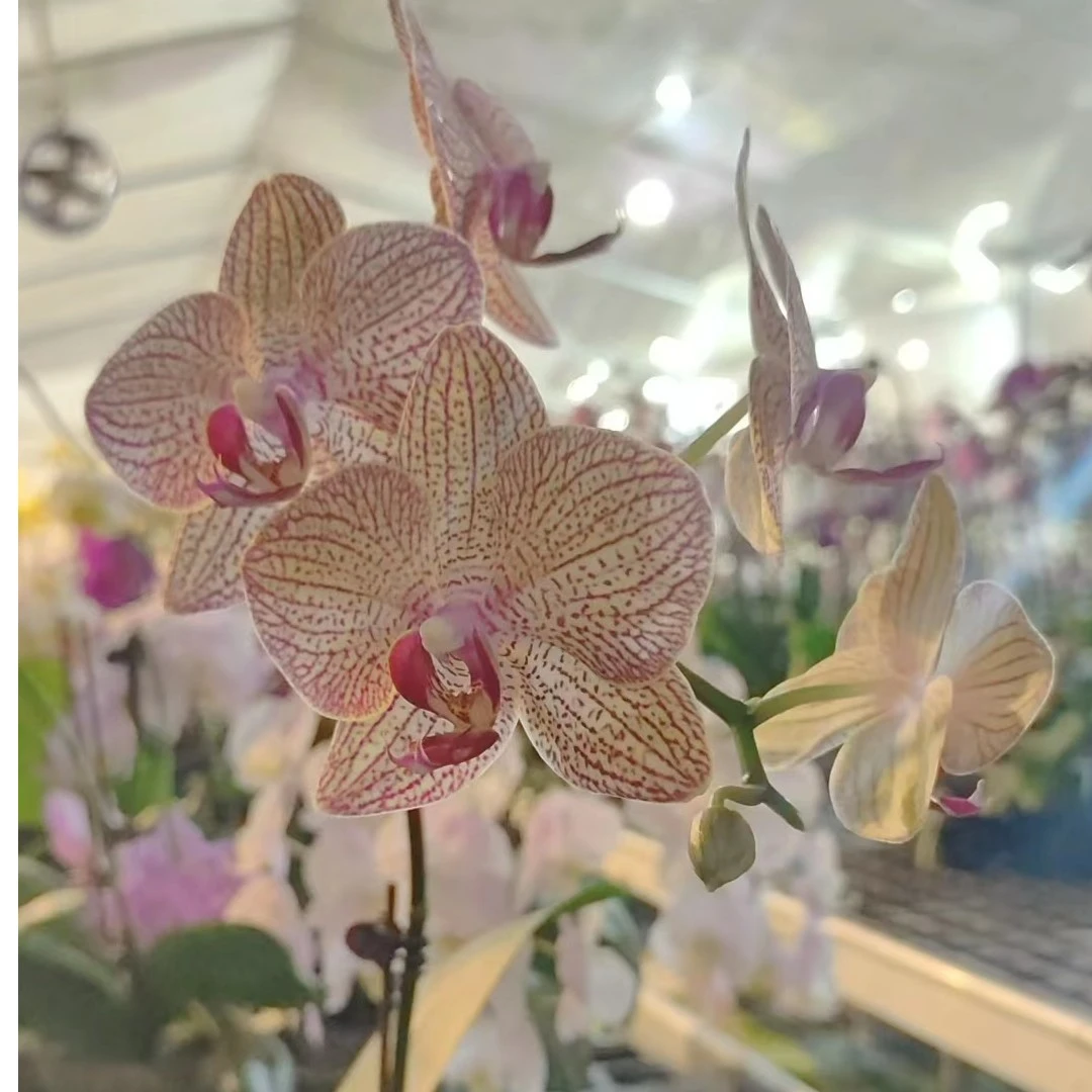 鲜花【兄弟女孩】蝴蝶兰室内种植观赏送礼带花发货