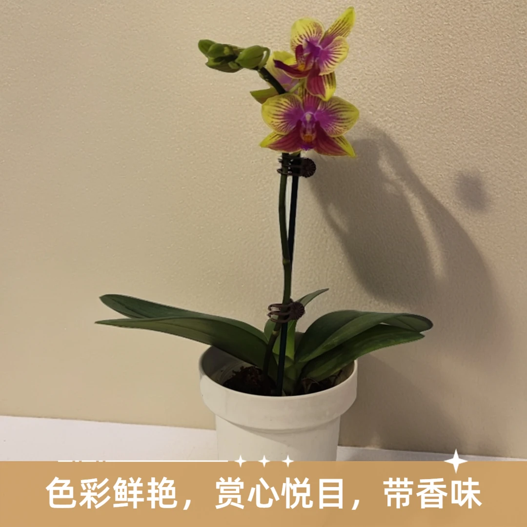 鲜花【金树三代】蝴蝶兰室内种植观赏送礼带花发货