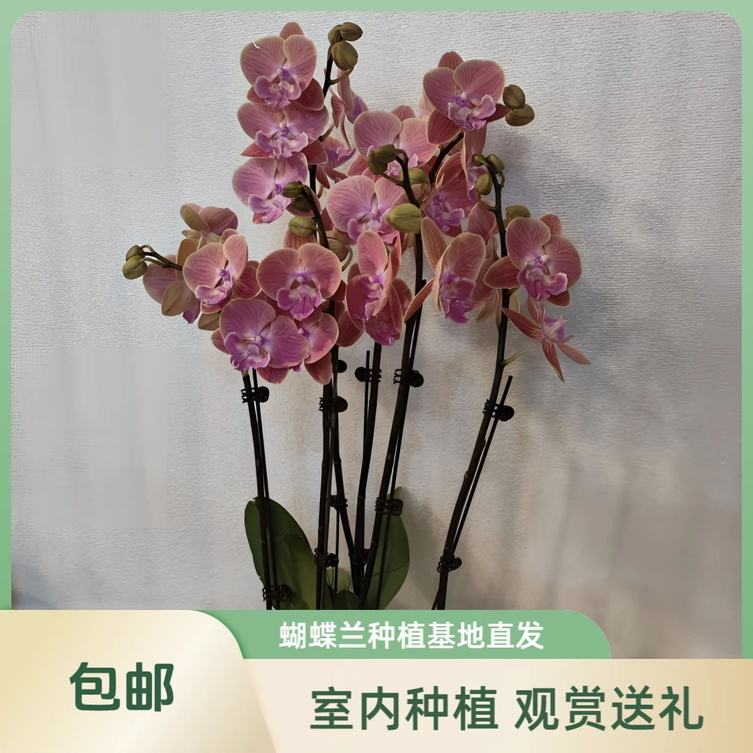鲜花【唯美】蝴蝶兰室内种植观赏送礼带花发货
