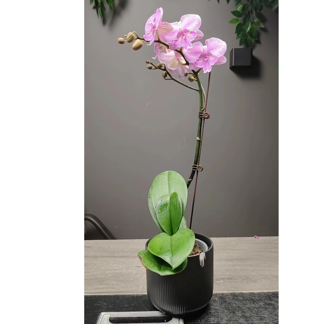 鲜花【朗布隆】蝴蝶兰室内种植观赏送礼带花发货