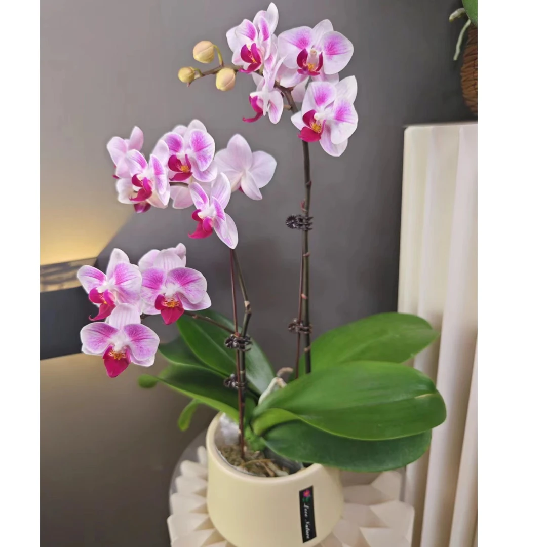 心选 (红眉貂蝉组盆) 蝴蝶兰