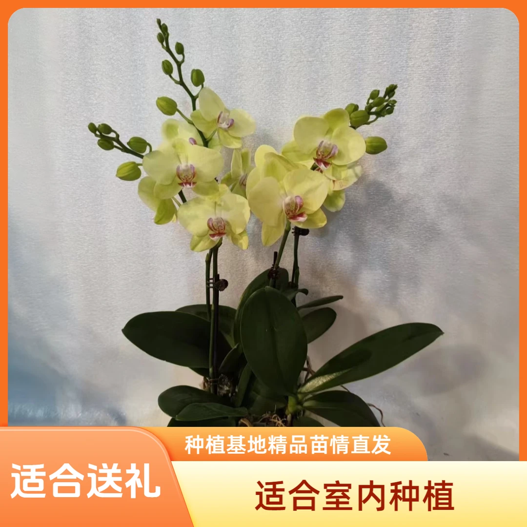 鲜花【绿宝石】蝴蝶兰室内种植观赏送礼带花发货