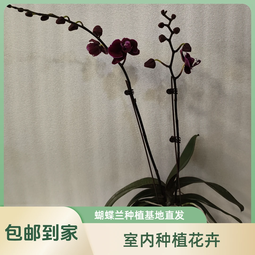 鲜花【黑玫瑰】蝴蝶兰室内种植观赏送礼带花发货