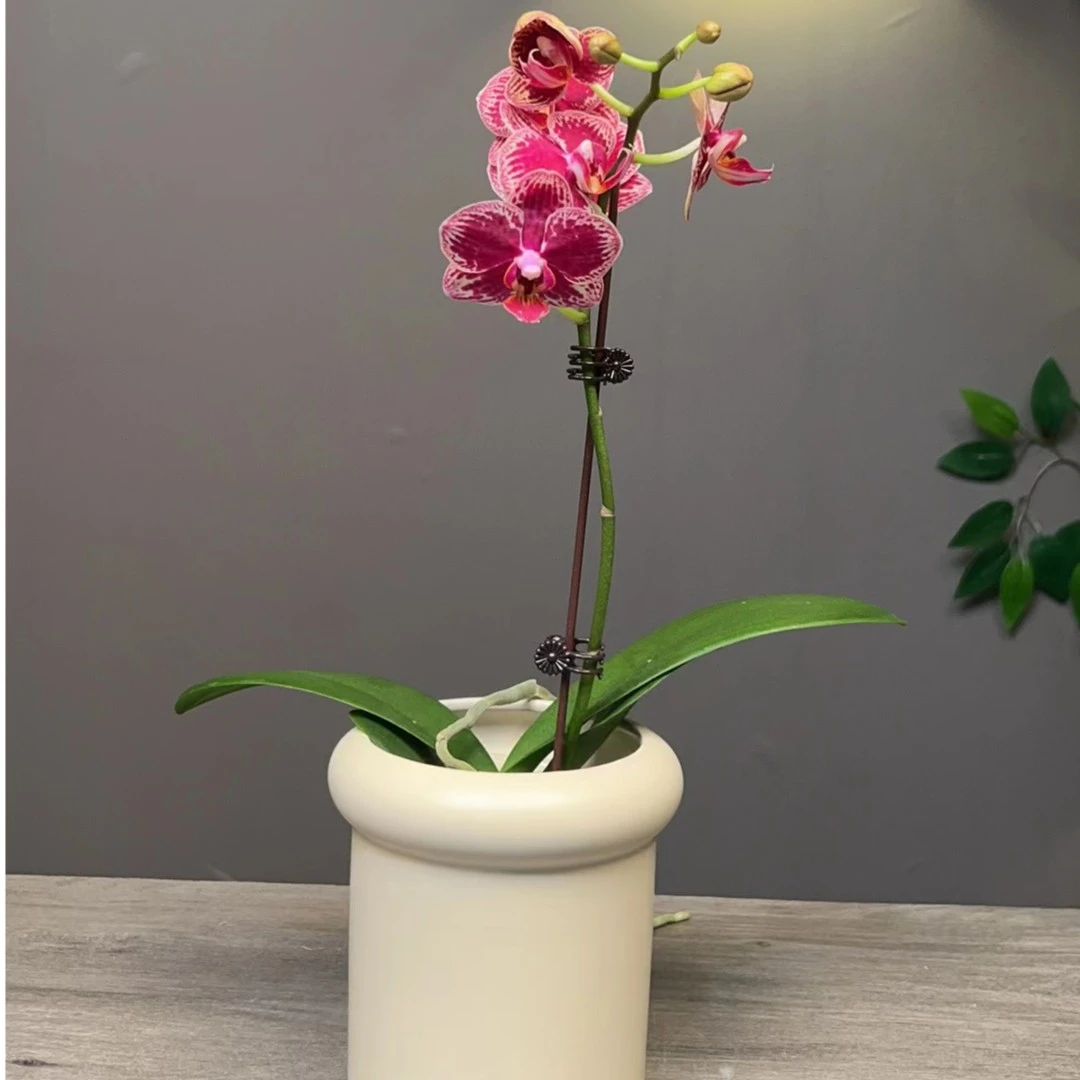 【已知优选】精品《可乐》优质蝴蝶兰