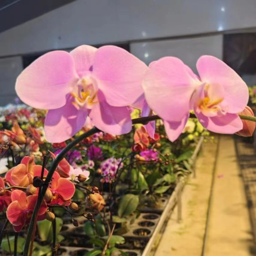 鲜花【芳美女朋友】蝴蝶兰室内种植观赏送礼带花发货