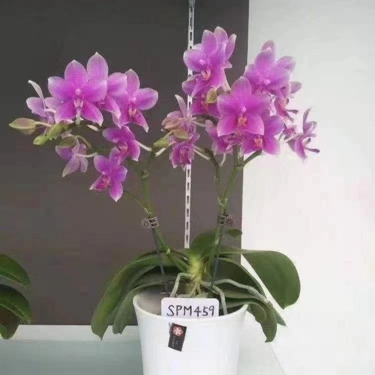 鲜花【香奈儿】蝴蝶兰室内种植观赏送礼带花发货