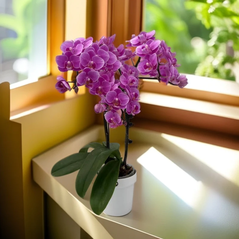 鲜花【骄阳】蝴蝶兰室内种植观赏送礼带花发货